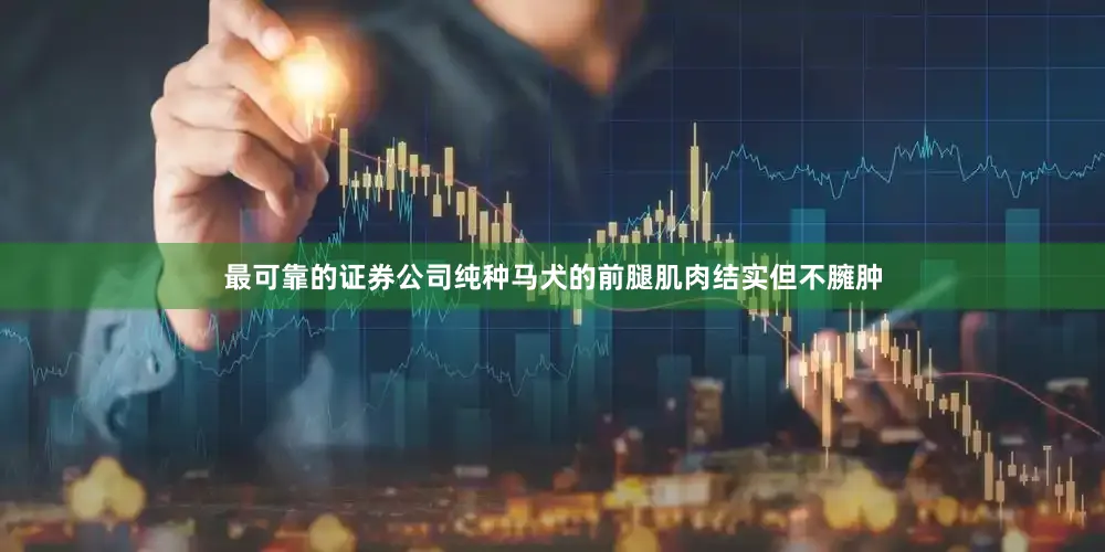 最可靠的证券公司纯种马犬的前腿肌肉结实但不臃肿